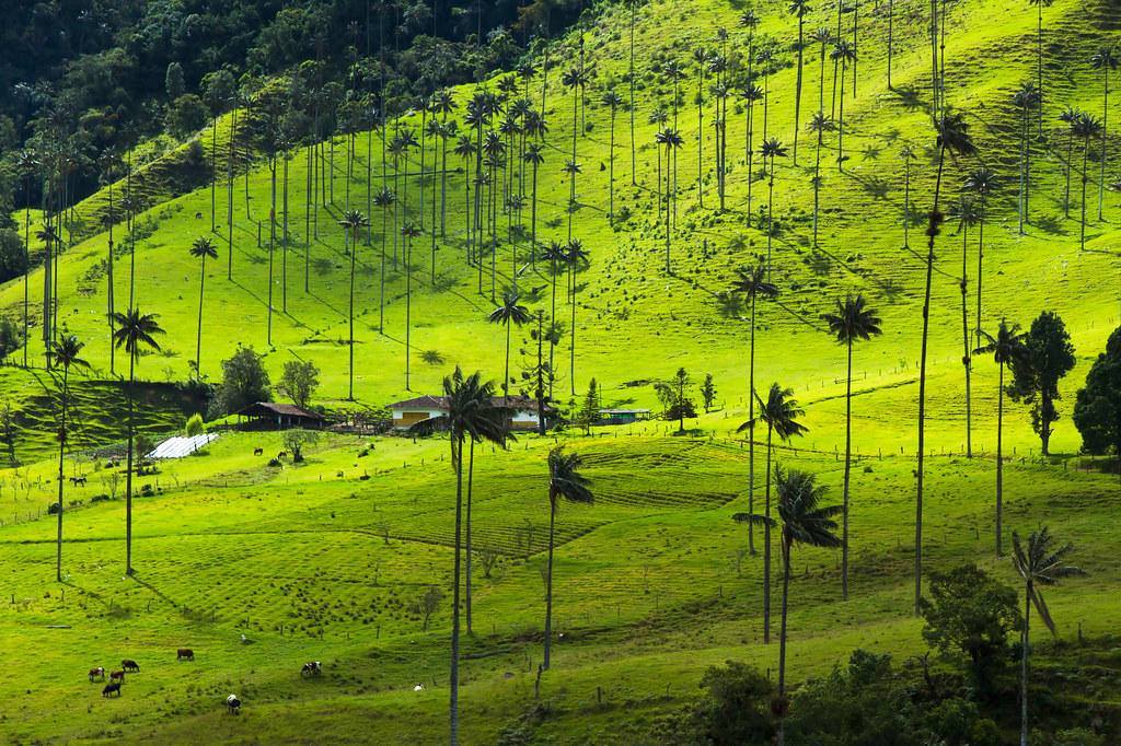 Salento, Colombia | The Palma de Cera (Wax Palm) is the nati… | Flickr