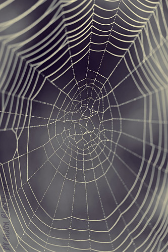 Dewy Spider Webs