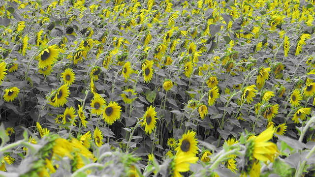 Field of sunflowers: selective color