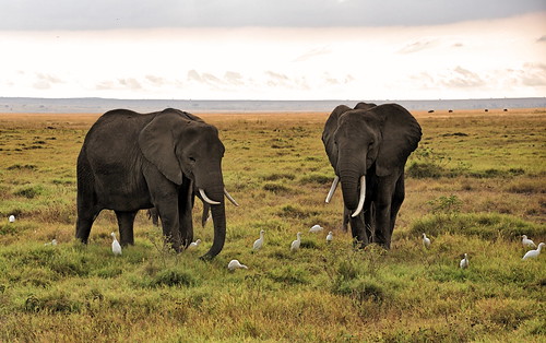 holiday elephant cattle kenya elefant egret kenia amboseli cattleegret kenyaholiday kuhreiher keniaholiday