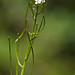 Flickr photo 'Alliaria petiolata BS040513-008' by: Sarah Gregg Lynkos.