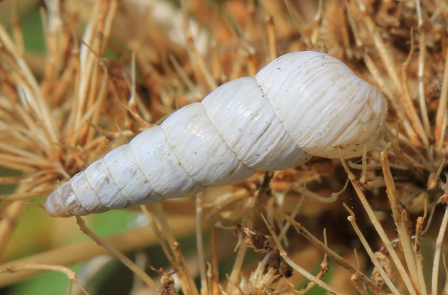 Pointed Snail - Cochlicella acuta (6)