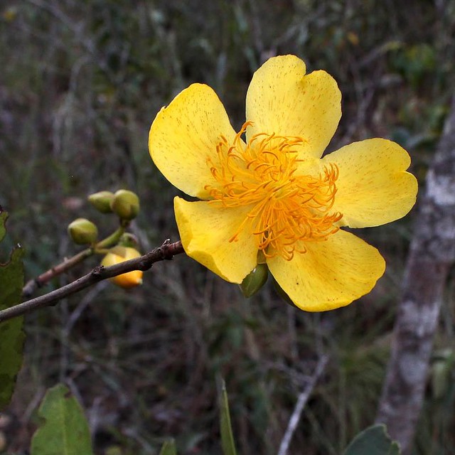 Cochlospermum vitifolium | Cochlospermum vitifolium (Willd.)… | Flickr