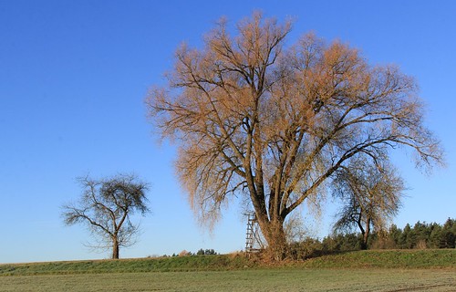 germany thuringia village schackendorf willowtree baretree hunters´perch weidenbaum weide hochsitz hunter´sperch bluesky
