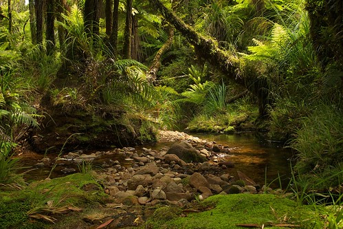 newzealand fern rock moss stream hiking kaimairange northsouthtrack