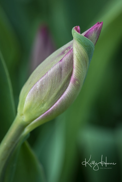 Tulip Curves