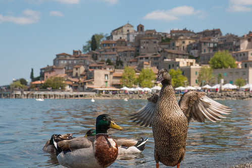 italy ducks lake bracciano anguillara town sky view hills water birds italians