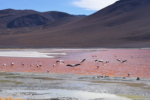 Bolívia, Laguna Colorada | by rcamboim