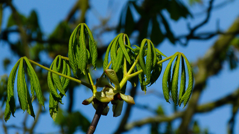 Drooping: horse chestnut leaves opening