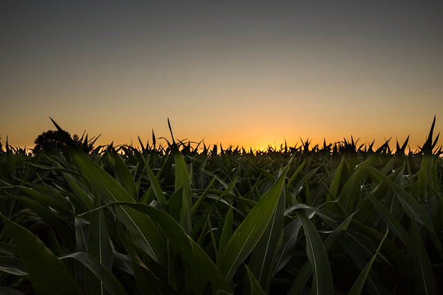 Corny Sunset