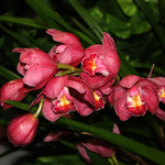 Cymbidium-Hybride, Orchid