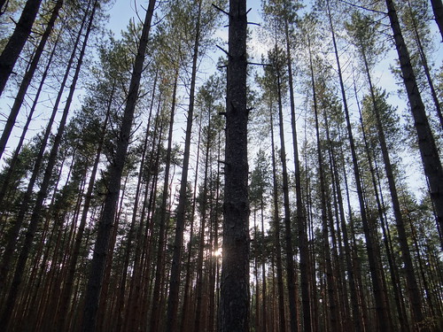 trees pine forest norfolk thetford thetfordforest
