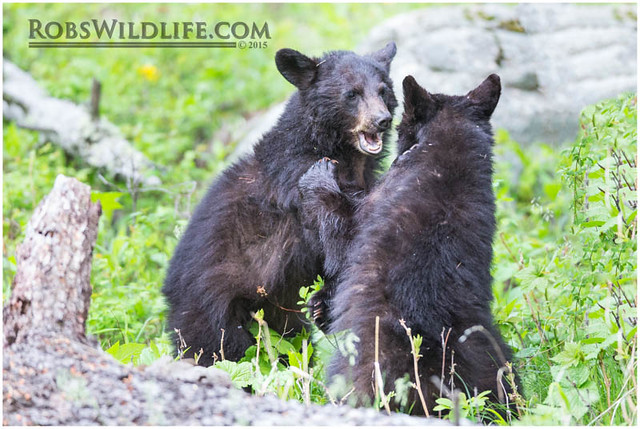 American Black Bear Cubs 060415-6825-W.jpg