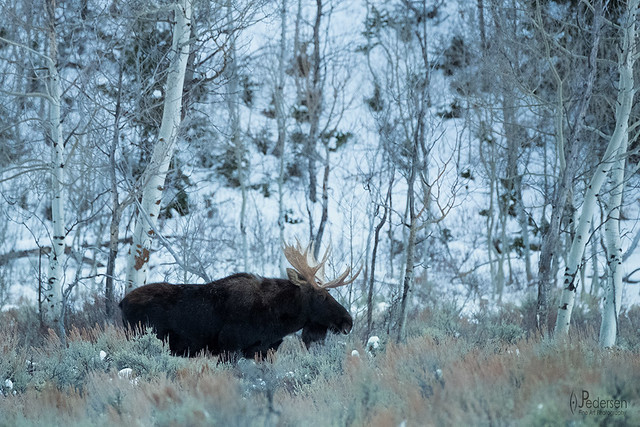 Solitary Moose