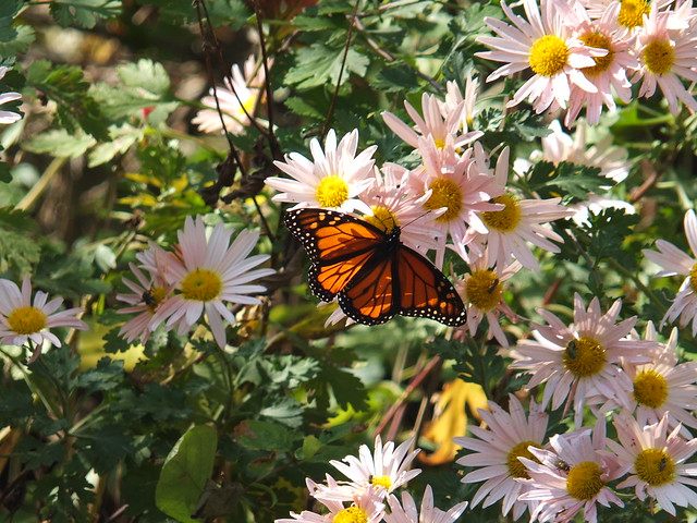 Monarch Butterfly in Northern Illinois on November 01, 2016 DSCF9630
