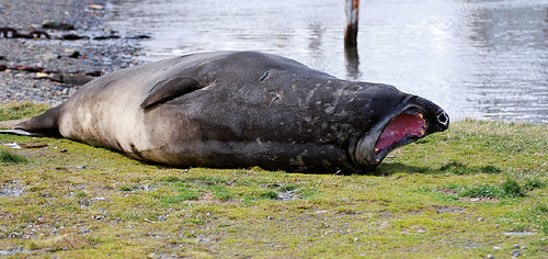 Female-elephant-seal