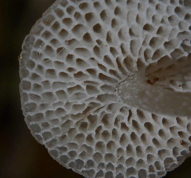 Jan 12 stage Honeycomb gill toast colour fairy helmet mushroom Filoboletus P1180175