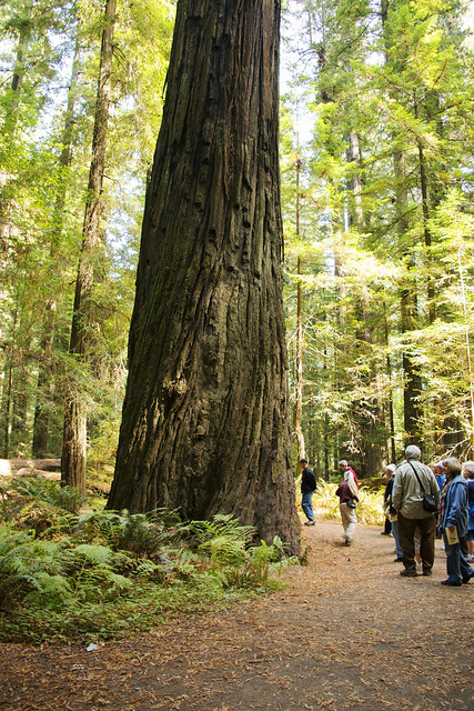 Redwood Tree Sequoia sempervirens_4268