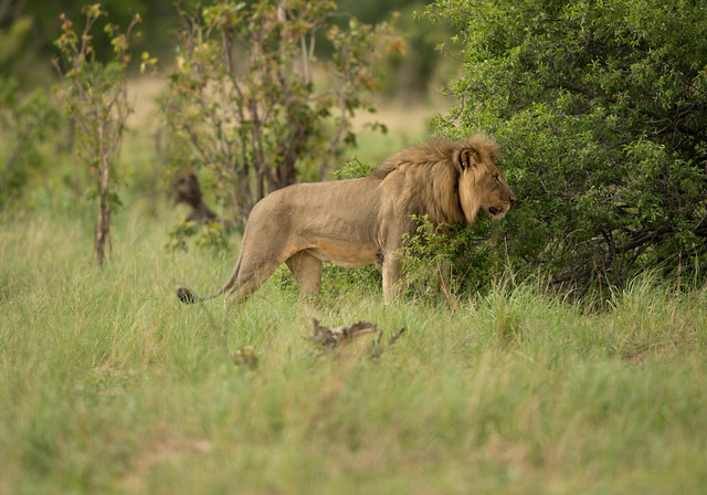 Lion, Panthera leo, Hwange National Park, Zimbabwe