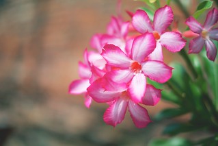 Pink Plumeria | norsez Oh | Flickr