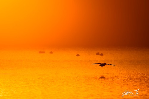 sunset orange sun bird nature birds silhouette outdoors island flying texas wildlife ducks porta avian portaransas gulfcoast birdinflight texascoast leonabelleturnbull leonabelleturnbullbirdingcenter