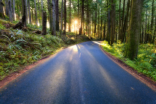 Forest Road in Oregon by Michael Matti | by Michael Matti
