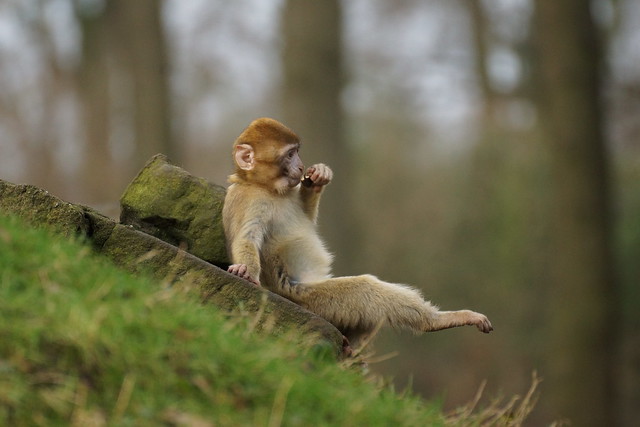 Stay cool - Have a break (pt.1)...Barbary Macaque