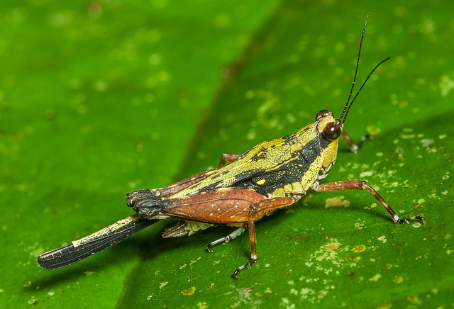 Pygmy Grasshopper - Scaria fasciata (Tetrigidae, Batrachideinae, Batrachideini) 111p-0995
