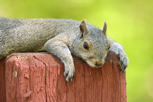 Gray Squirrel (take2) | by DS ONE