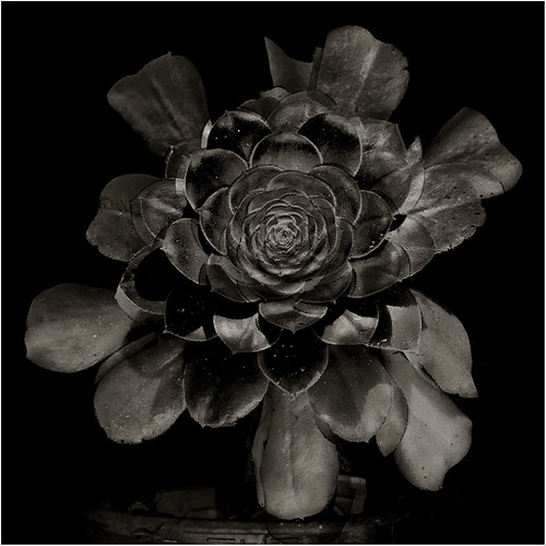 Untitled | by Rutsi
