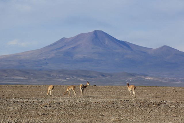 Altiplano Volcano Landscape Andean High Plateau Bolivia South America