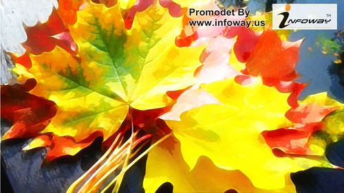 fall leaves wallpaper | by Infoway LLC - Website Development Company