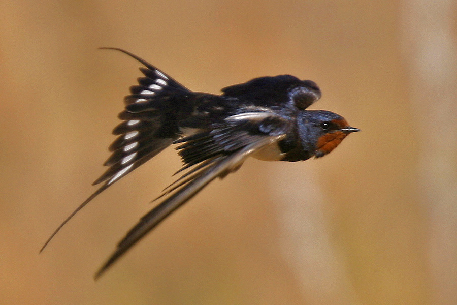 Barn-Swallow