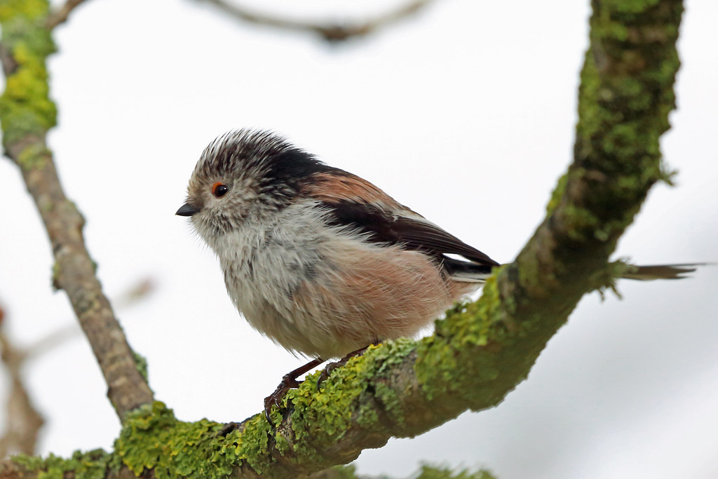 Long-tailed Tit, Glasson Moss, Cumbria, England