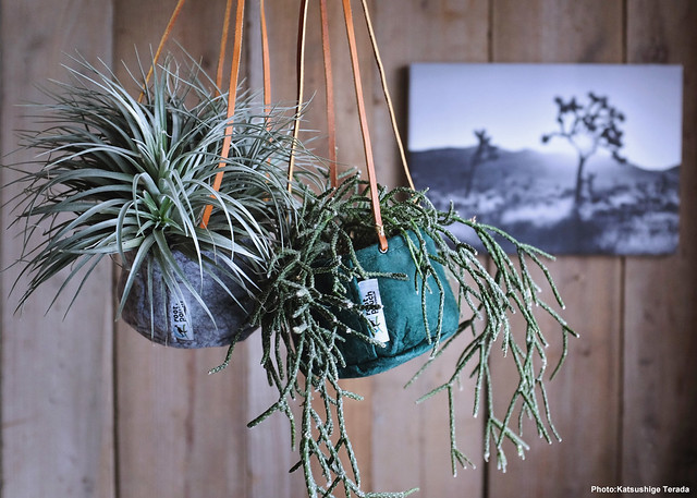 HANGING AIR PLANTS & CACTUS into ROOT POUCH