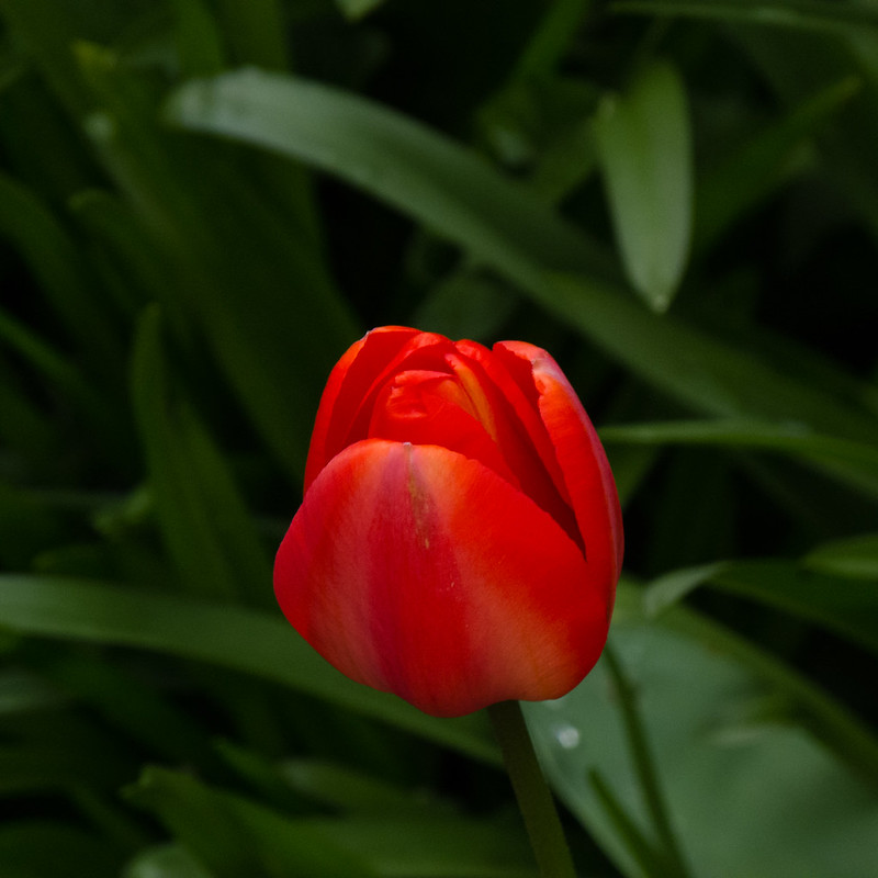 Tulip, just beginning to open