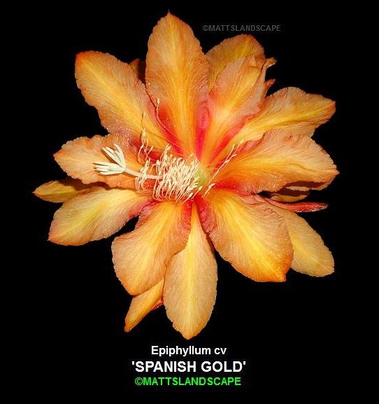SPANISH GOLD Epiphyllum hybrid