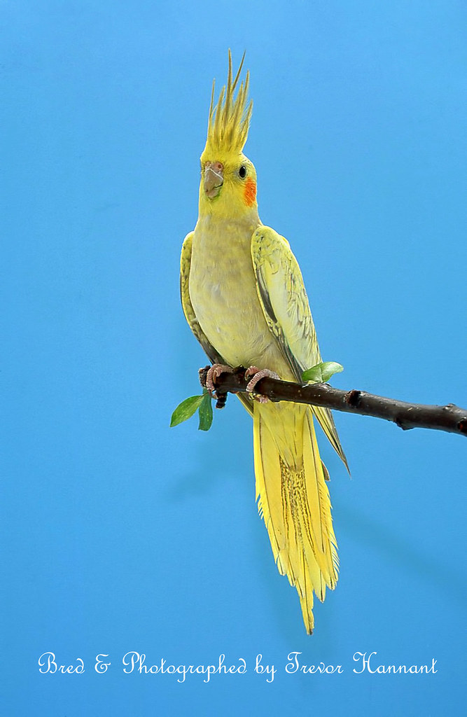 ms.cockatiel Whiteface Cinnamon Pearl Cockatiel