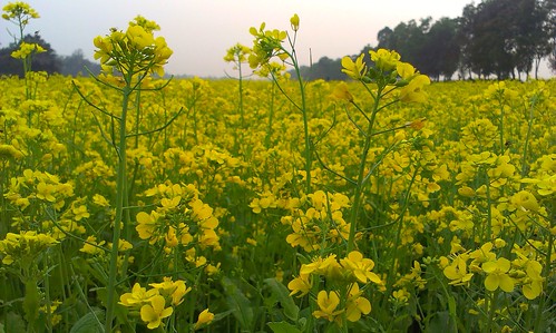 flower nature beautiful beauty field natural mustard bangladesh