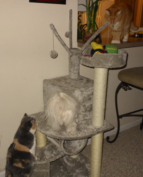 The Cats Watching the Dog in Their Kitty Condo