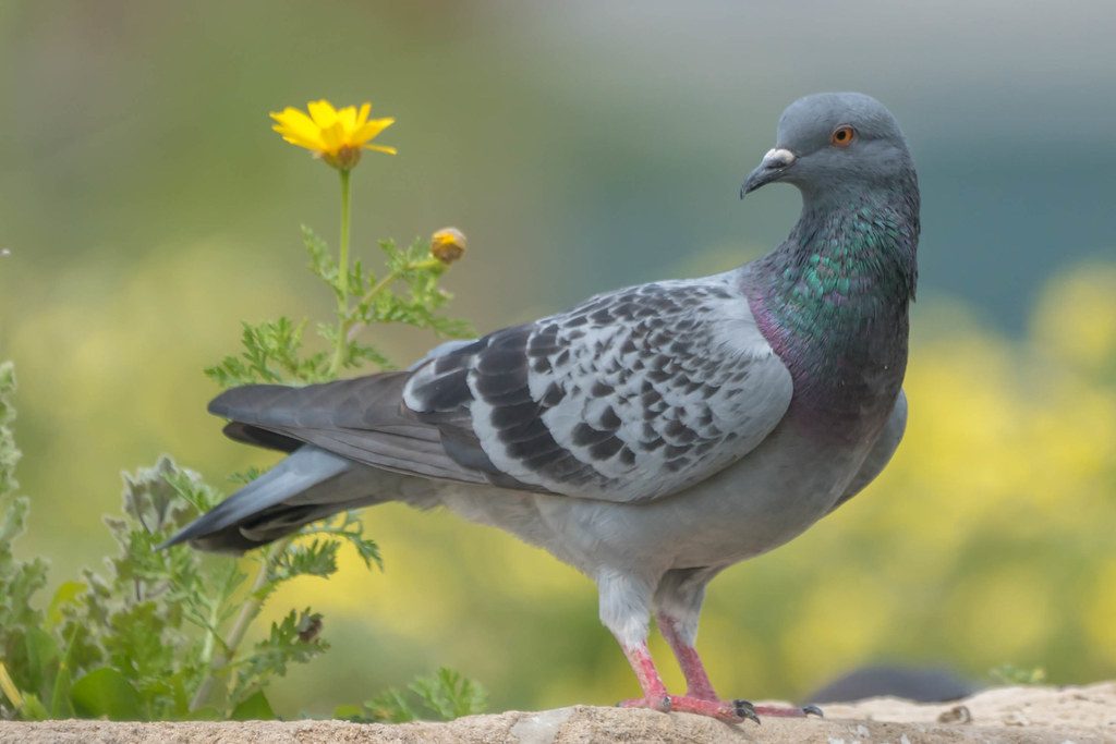 Paloma Bravía (Columba livia)