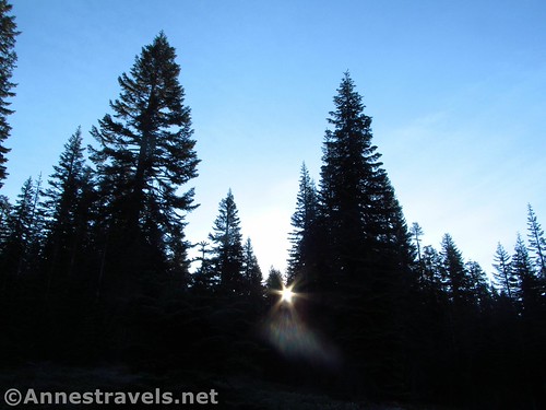 Sunrise near Bunny Flats by annestravels2, Sunrise through the trees along the Bunny Flat Trail ascending to the Horse Camp, Shasta-Trinity Nat