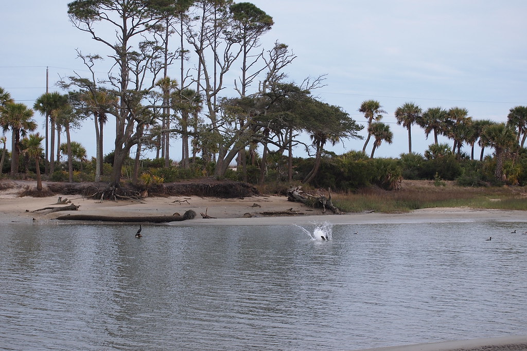 Pelican Plunge | OLYMPUS DIGITAL CAMERA | carlinsc | Flickr