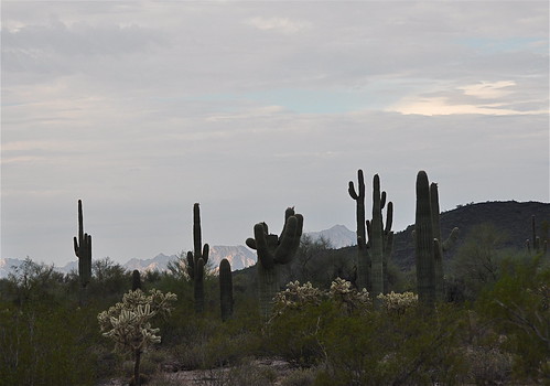 arizona cactus nature cacti landscape nationalpark earlymorning organpipecactusnationalpark