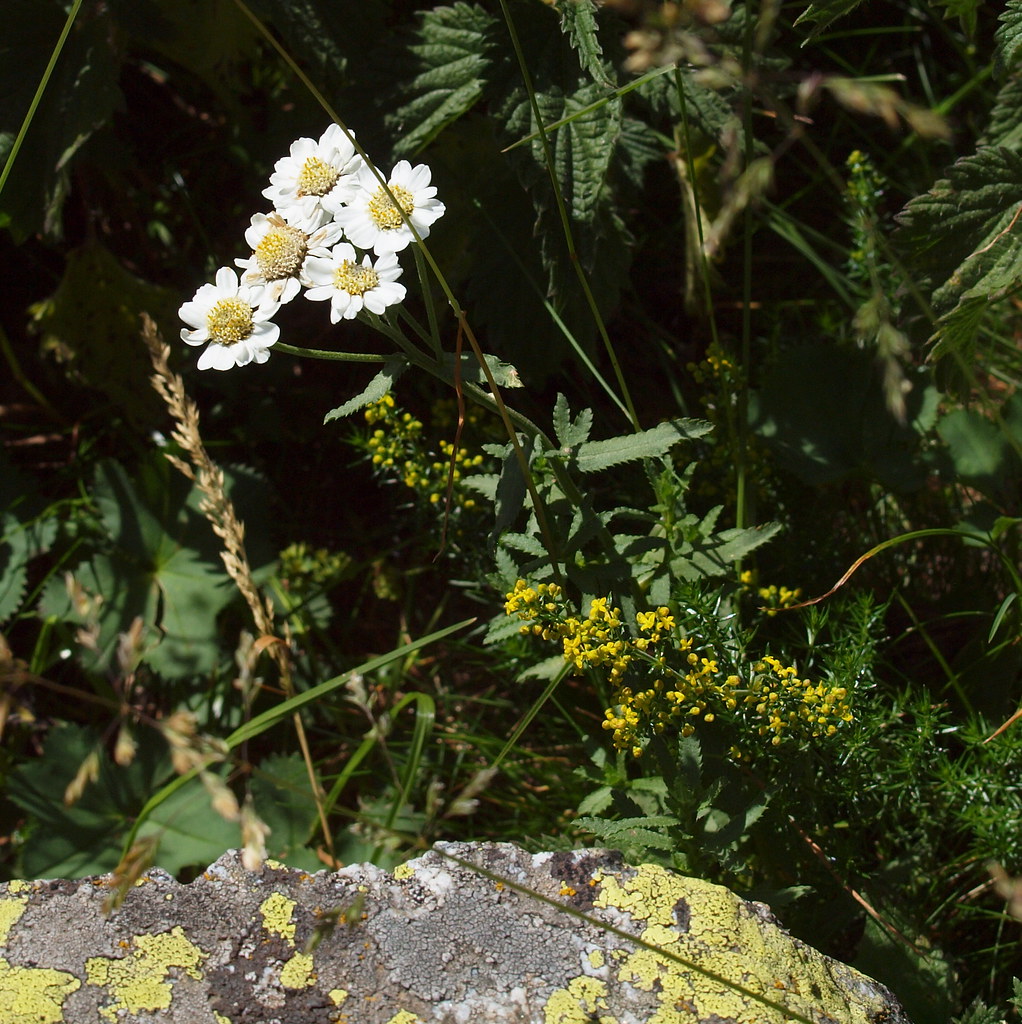 Achillea pyrenaica Godr. = Achillea ptarmica subsp. pyrenaica (Godr.) Heimerl