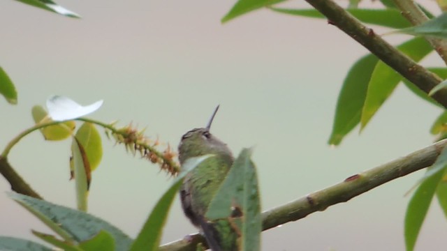 Anna's hummingbird? September 18th