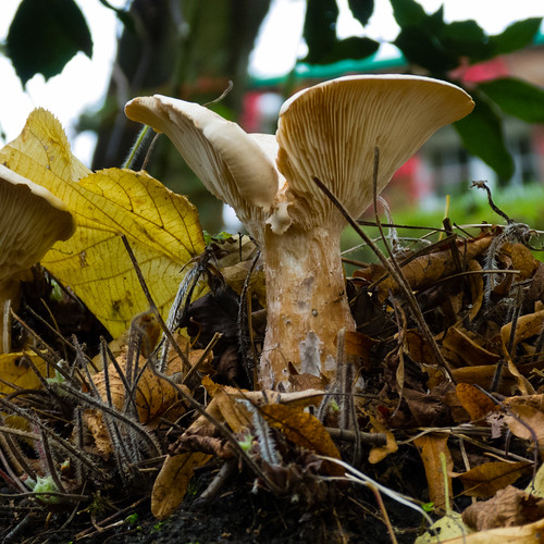 Trooping funnel mushroom