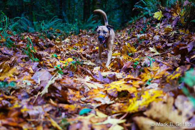 Hope for Fall