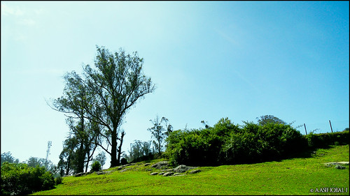 trees india green beautiful landscape afternoon eucalyptus ooty greatnature amazingtrees simplysuperb