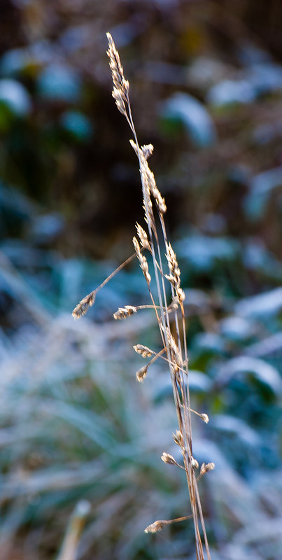 Frosty grass, Barley Field
